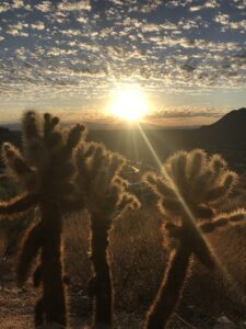 Sunset behind a cactus from Elite Retreat